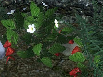 strawberry1.jpg