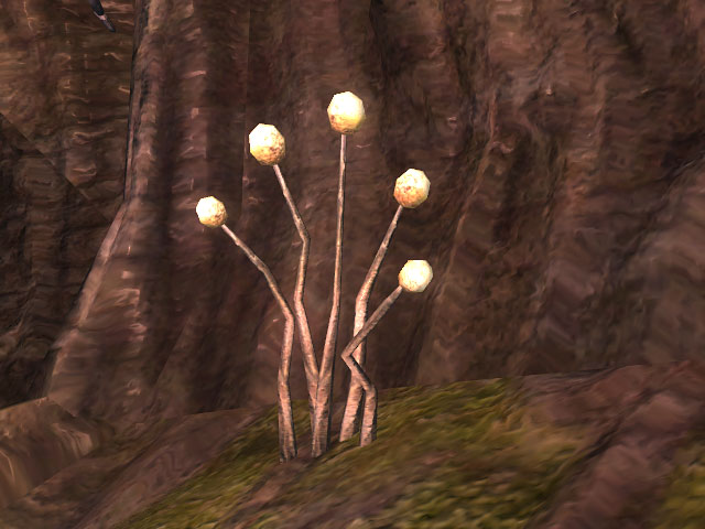 rootstalk.jpg