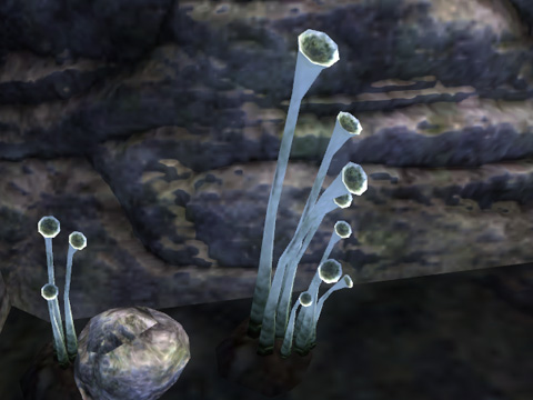 fungus_stalk.jpg