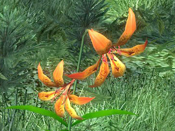 tigerlily.jpg