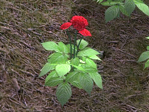ginseng1.jpg