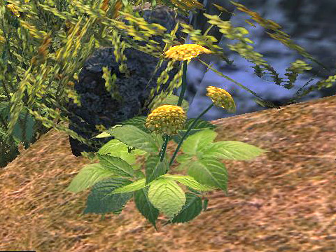 ginseng2.jpg