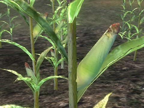 corn2.jpg