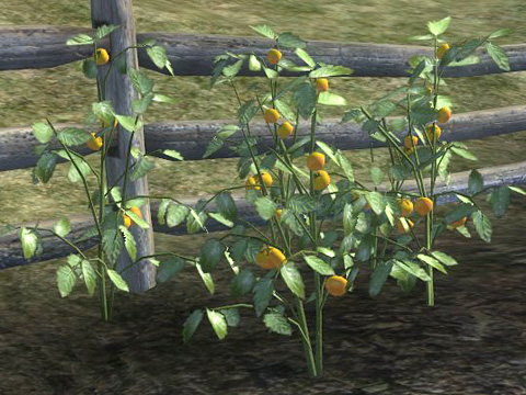tomato.jpg
