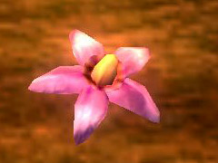 belladonna1.jpg