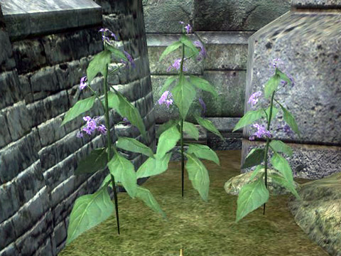 belladonna2.jpg
