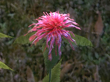 bergamot2.jpg