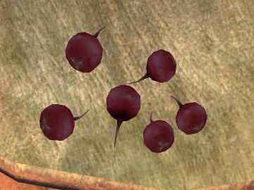 radish1.jpg