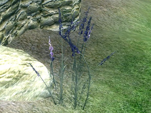 lavender.jpg
