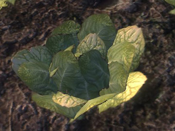 lettuce1.jpg