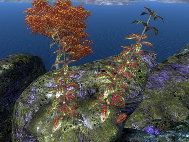 redkelp.jpg redkelp.jpg